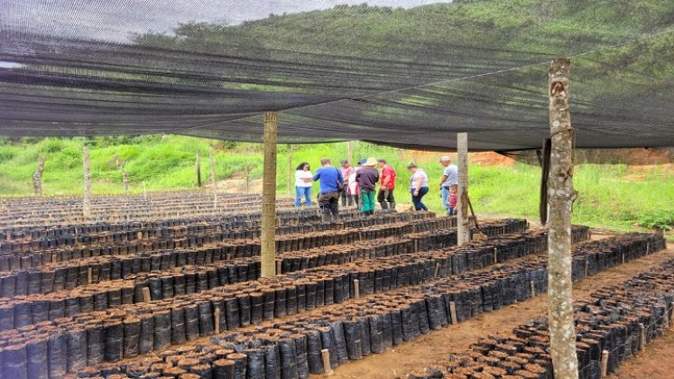 En Norte de Santander se concentra el 18% del total de los cultivos ilícitos en Colombia.
